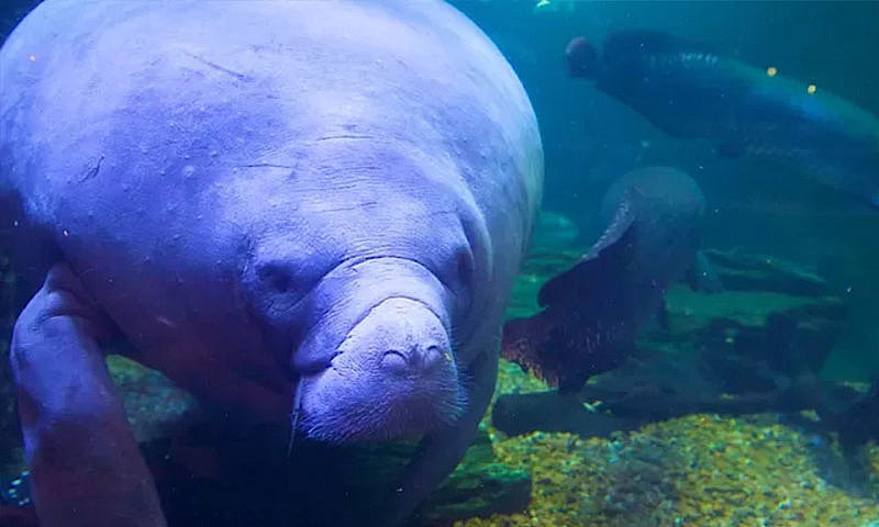 Closeup of Manatee swimming